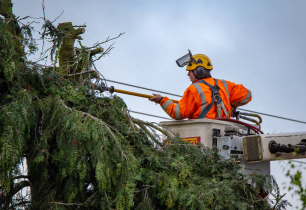 Best Hazardous Tree Removal  in Norris City, IL