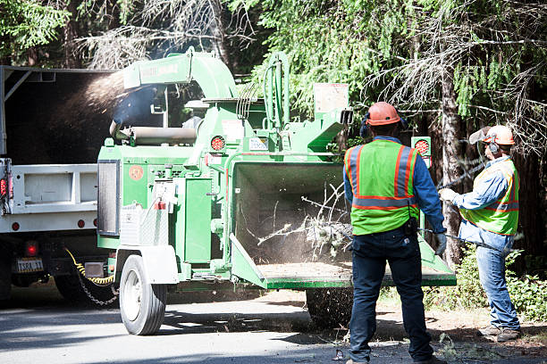 How Our Tree Care Process Works  in  Norris City, IL